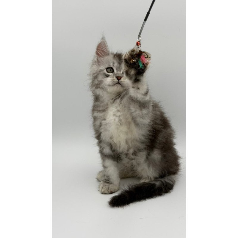 Maine Coon Mirage