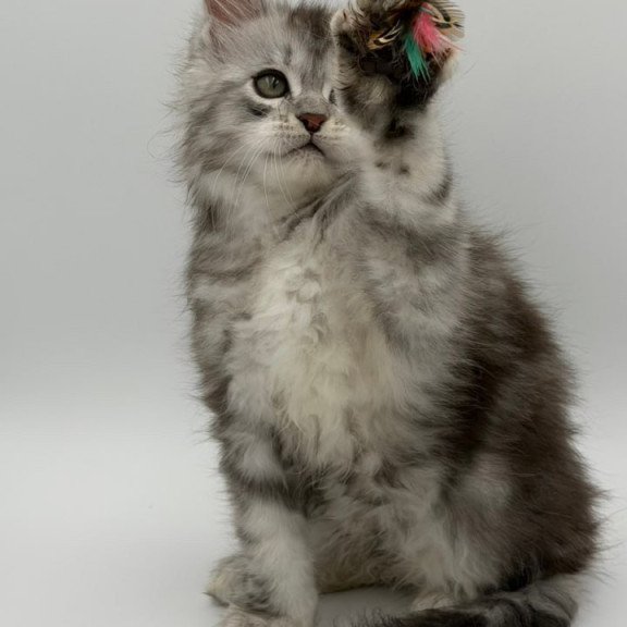 Maine Coon Mirage