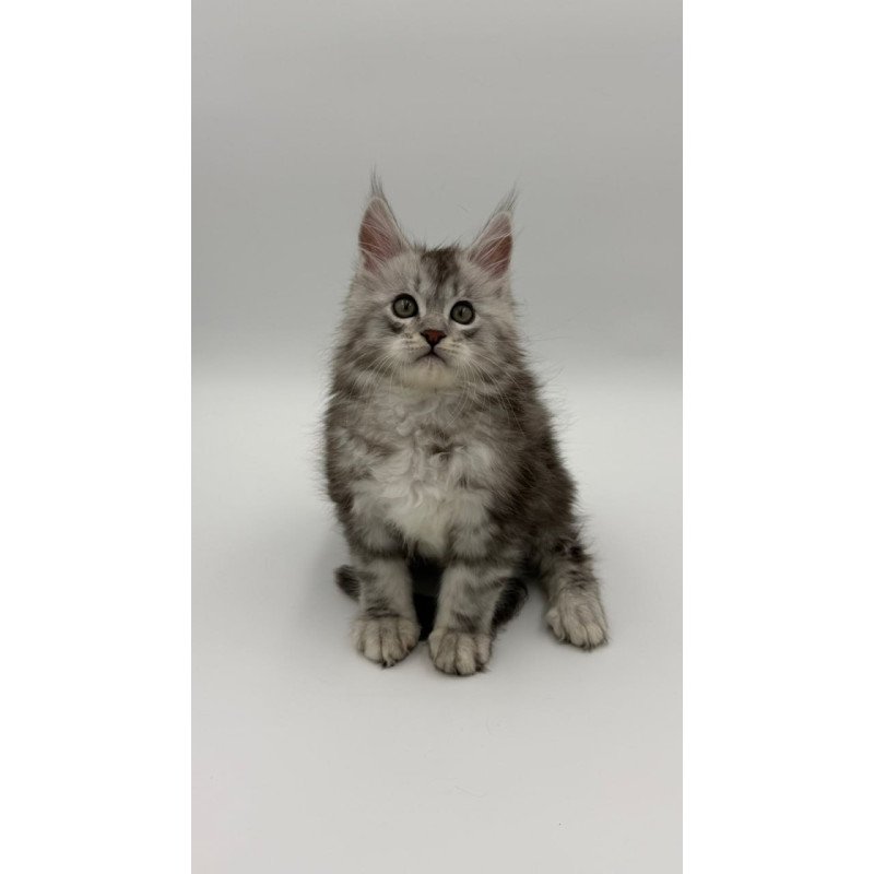 Maine Coon Mirage