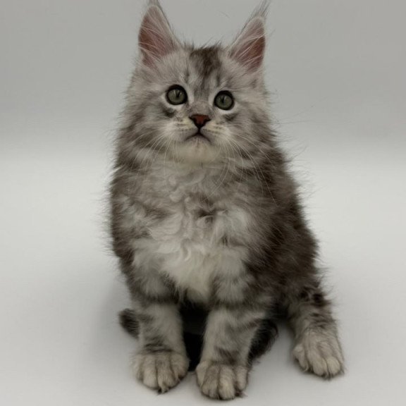 Maine Coon Mirage