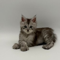 Maine Coon Marta