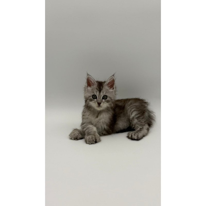 Maine Coon Marta