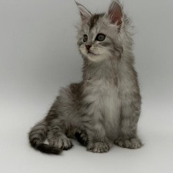 Maine Coon Marta