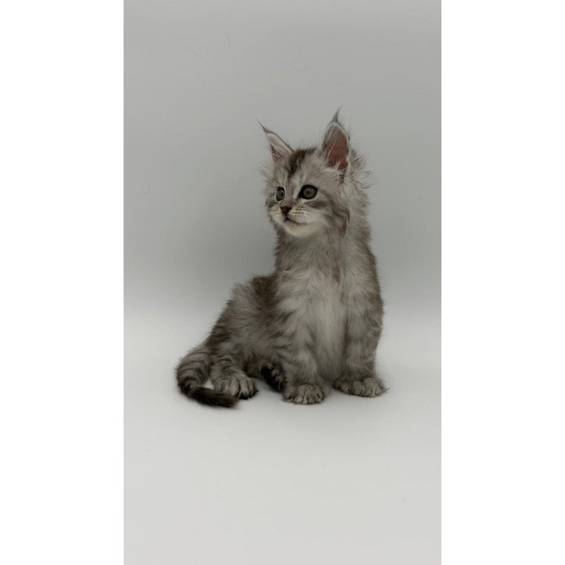 Maine Coon Marta