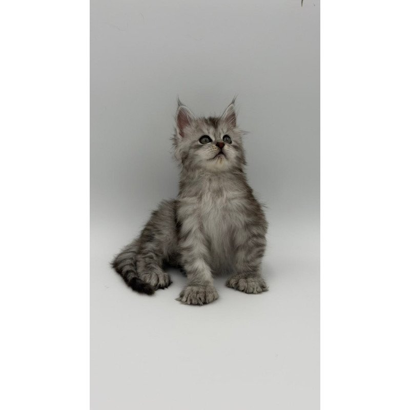 Maine Coon Marta