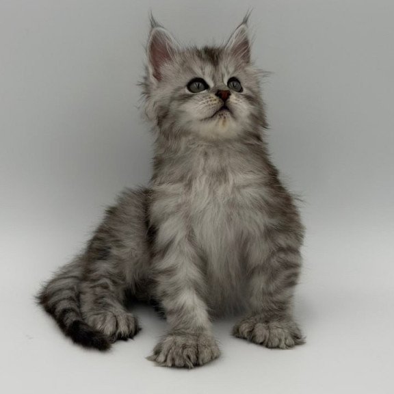 Maine Coon Marta