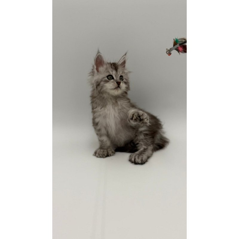 Maine Coon Marta