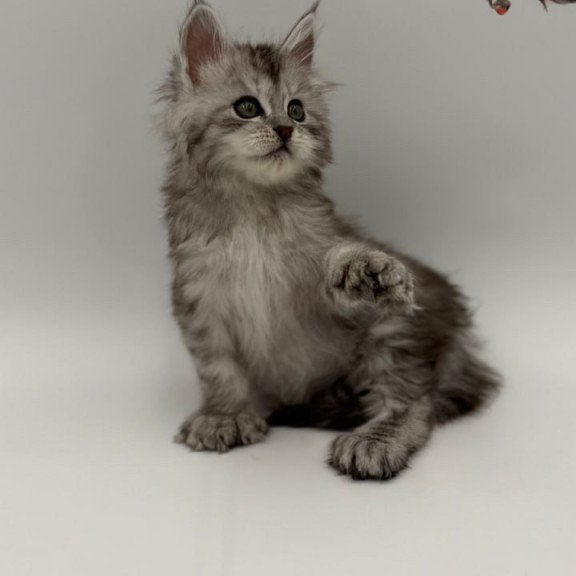 Maine Coon Marta
