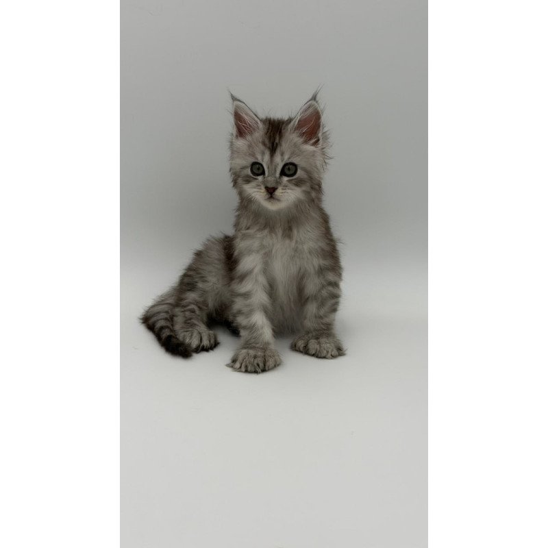 Maine Coon Marta