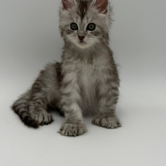 Maine Coon Marta