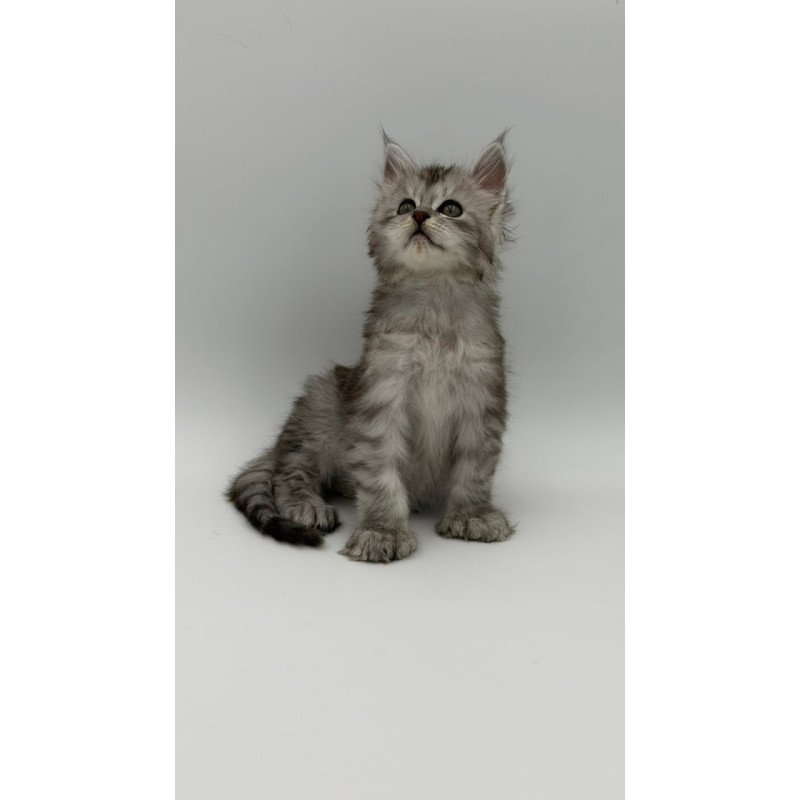 Maine Coon Marta