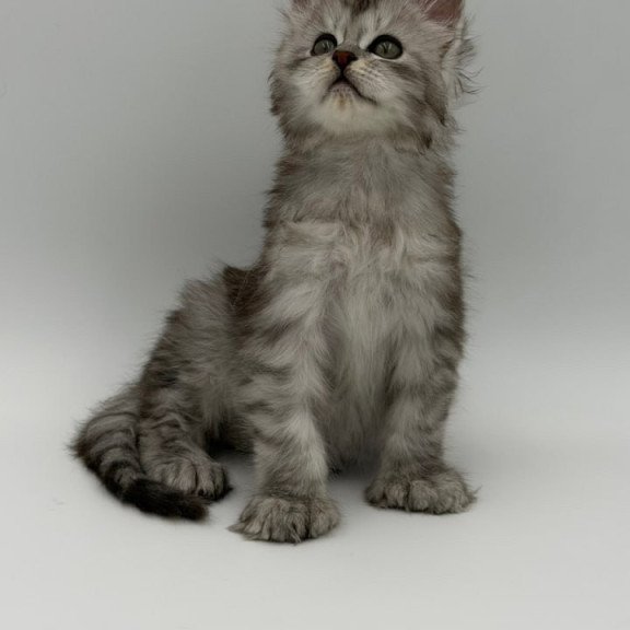 Maine Coon Marta