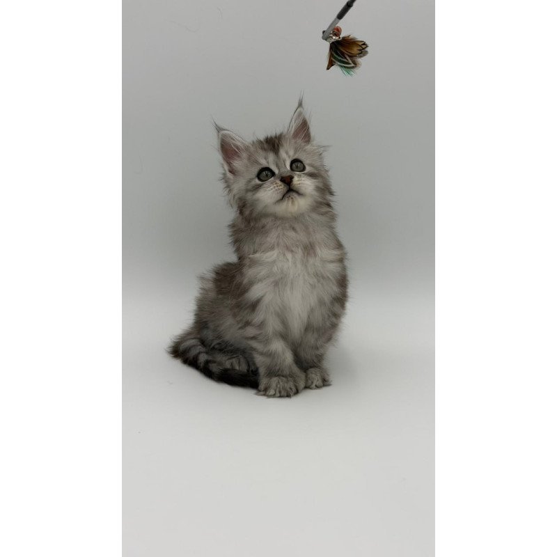 Maine Coon Marta