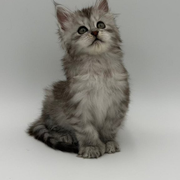 Maine Coon Marta