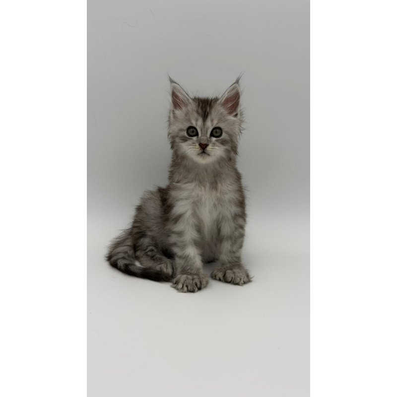 Maine Coon Marta