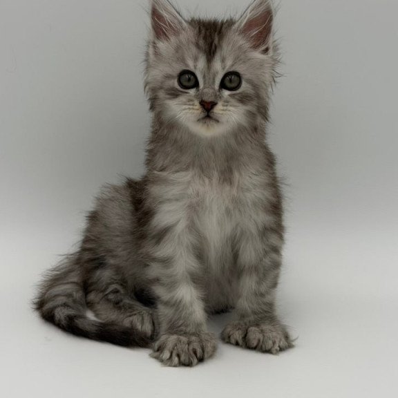 Maine Coon Marta