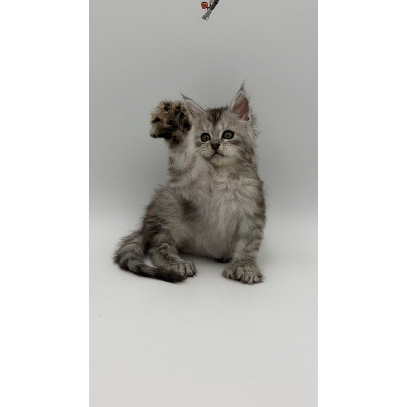 Maine Coon Marta
