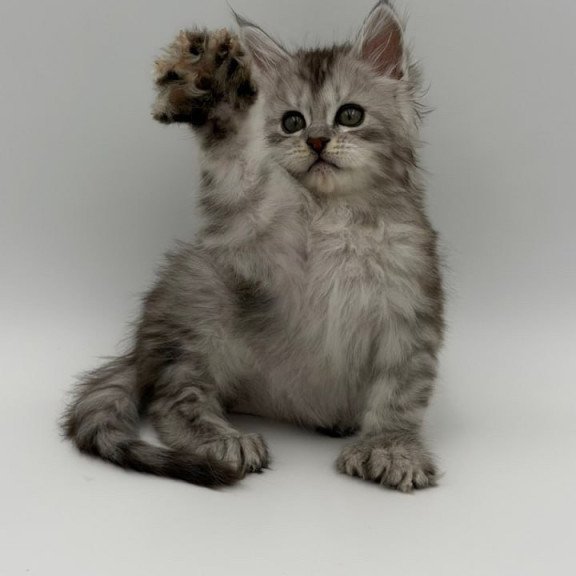 Maine Coon Marta