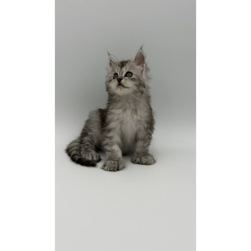 Maine Coon Marta
