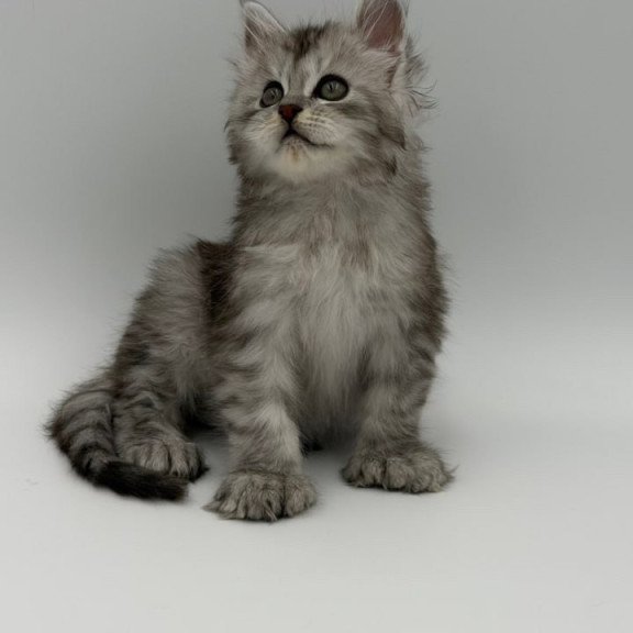 Maine Coon Marta