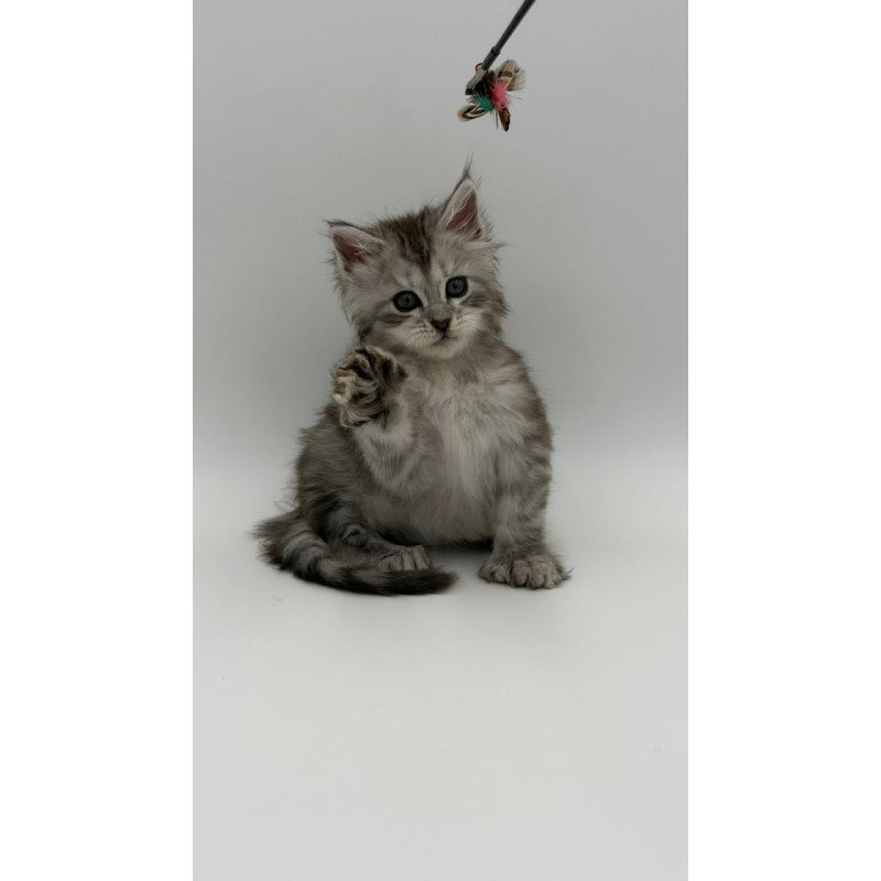 Maine Coon Marta