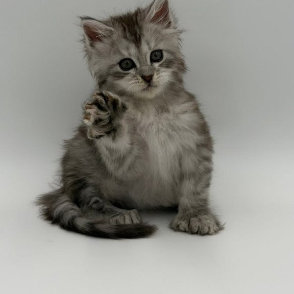 Maine Coon Marta