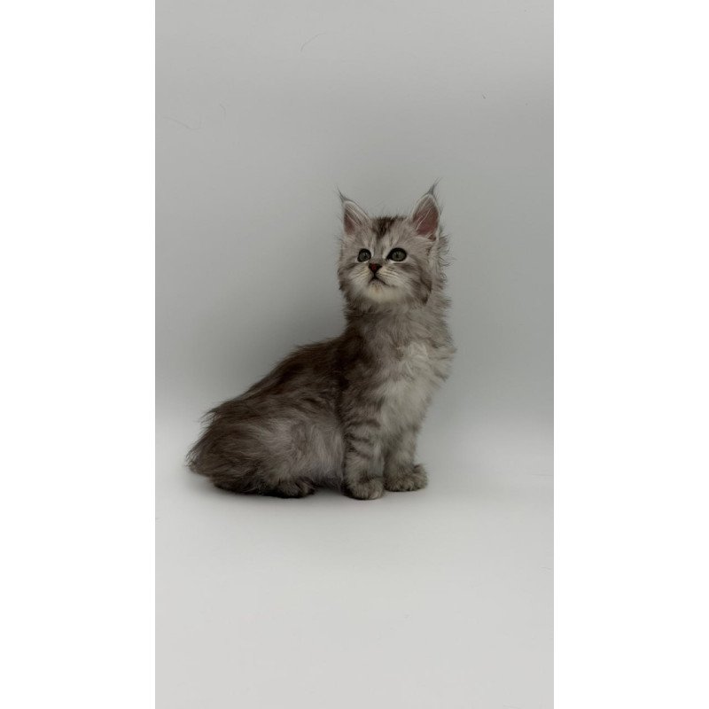Maine Coon Marta
