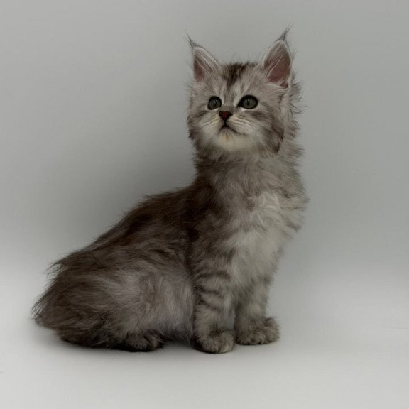 Maine Coon Marta