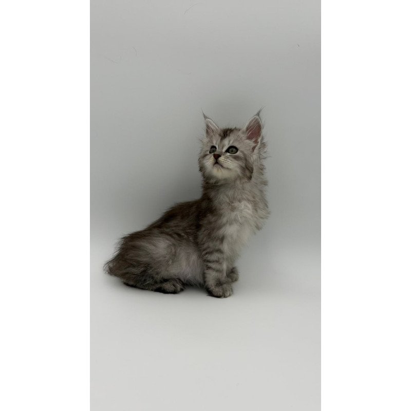 Maine Coon Marta