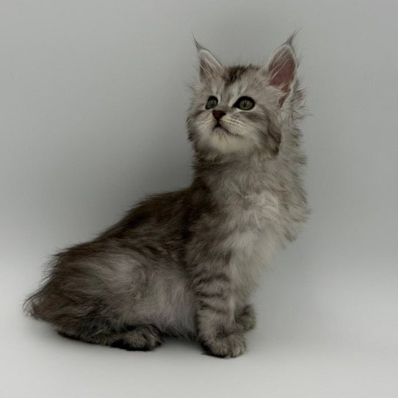 Maine Coon Marta