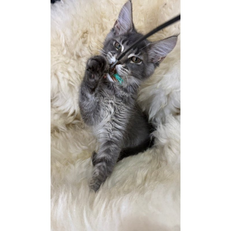 Maine Coon Quest