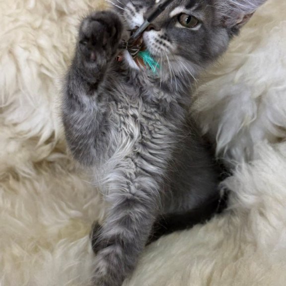 Maine Coon Quest