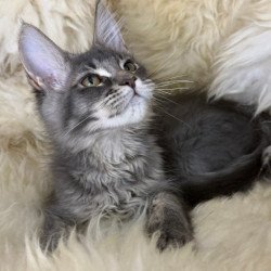Maine Coon Quest