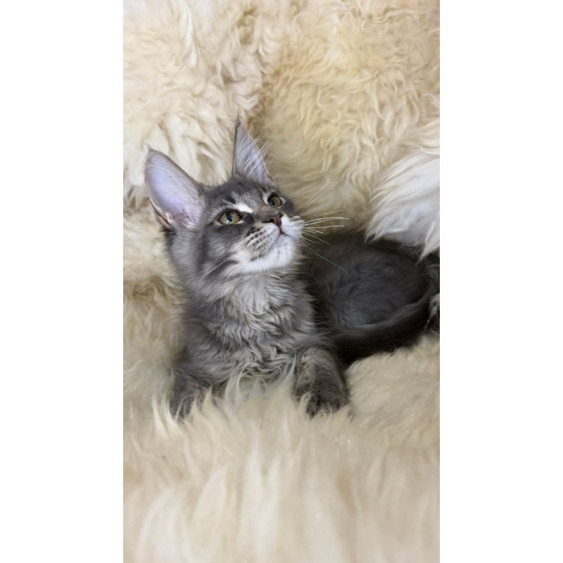 Maine Coon Quest