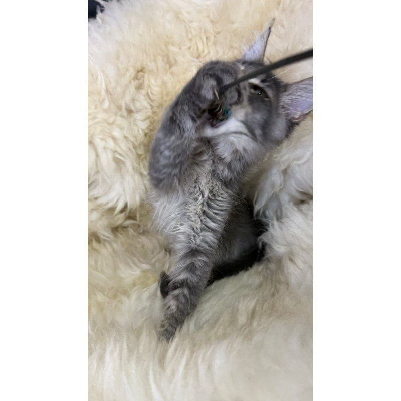 Maine Coon Quest