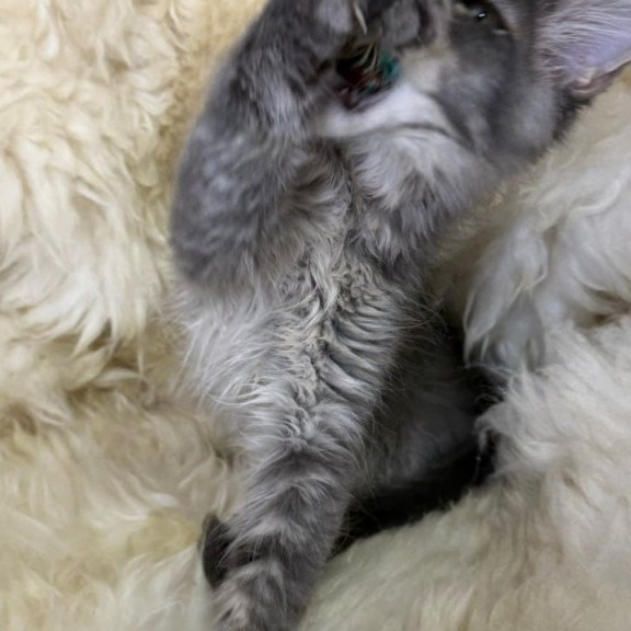 Maine Coon Quest