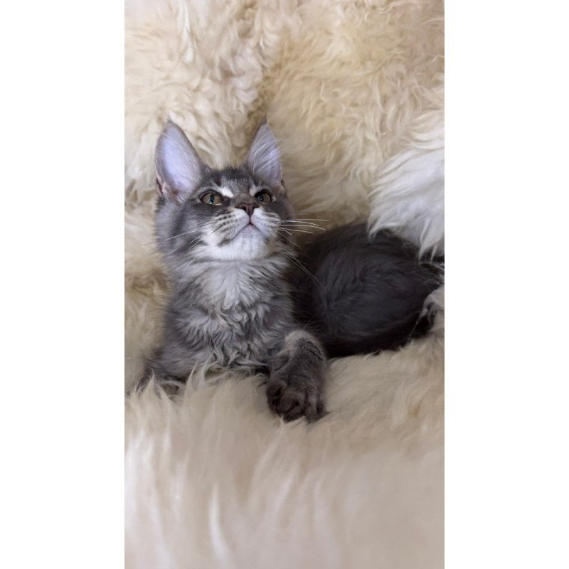 Maine Coon Quest