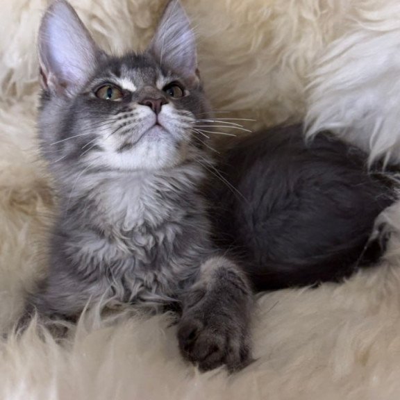 Maine Coon Quest