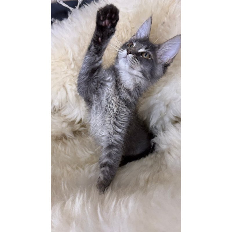 Maine Coon Quest