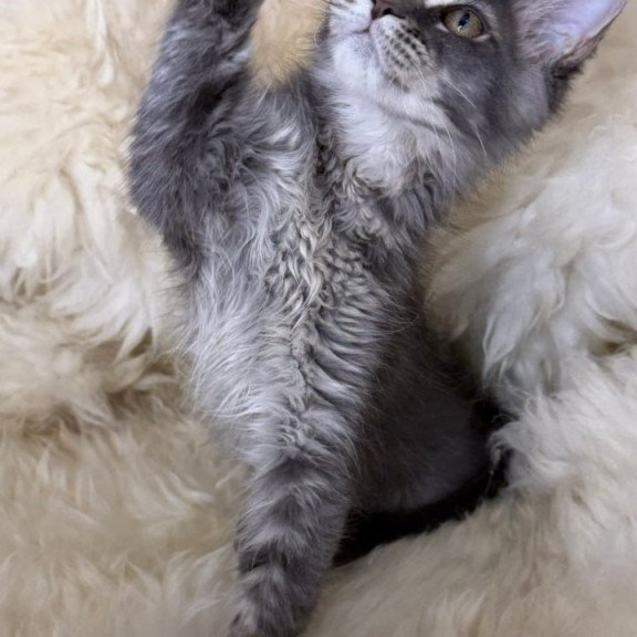 Maine Coon Quest