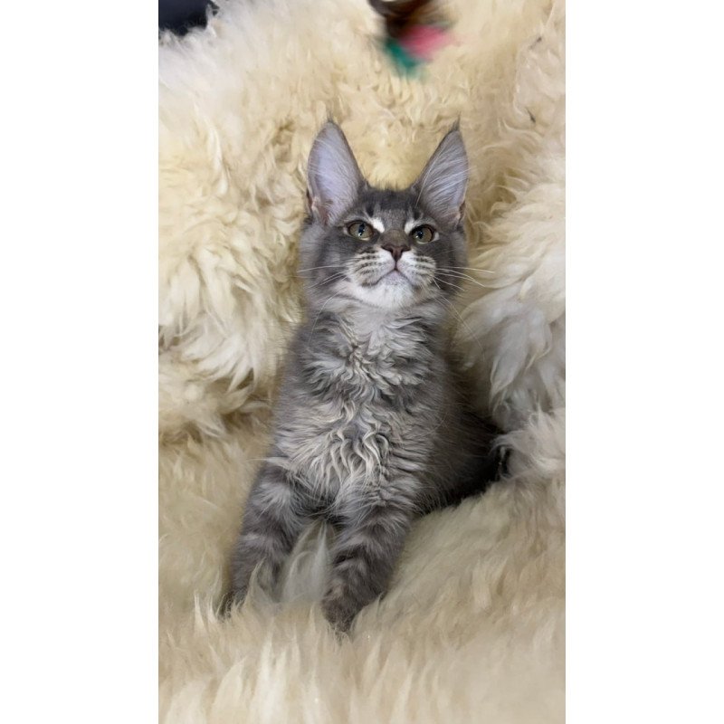 Maine Coon Quest