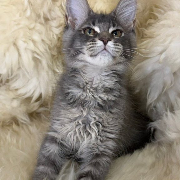 Maine Coon Quest