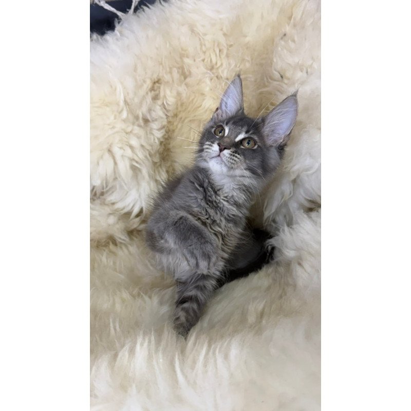 Maine Coon Quest