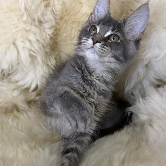 Maine Coon Quest