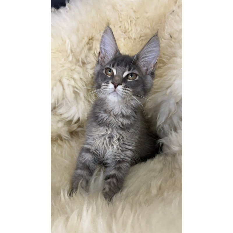 Maine Coon Quest