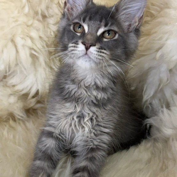Maine Coon Quest