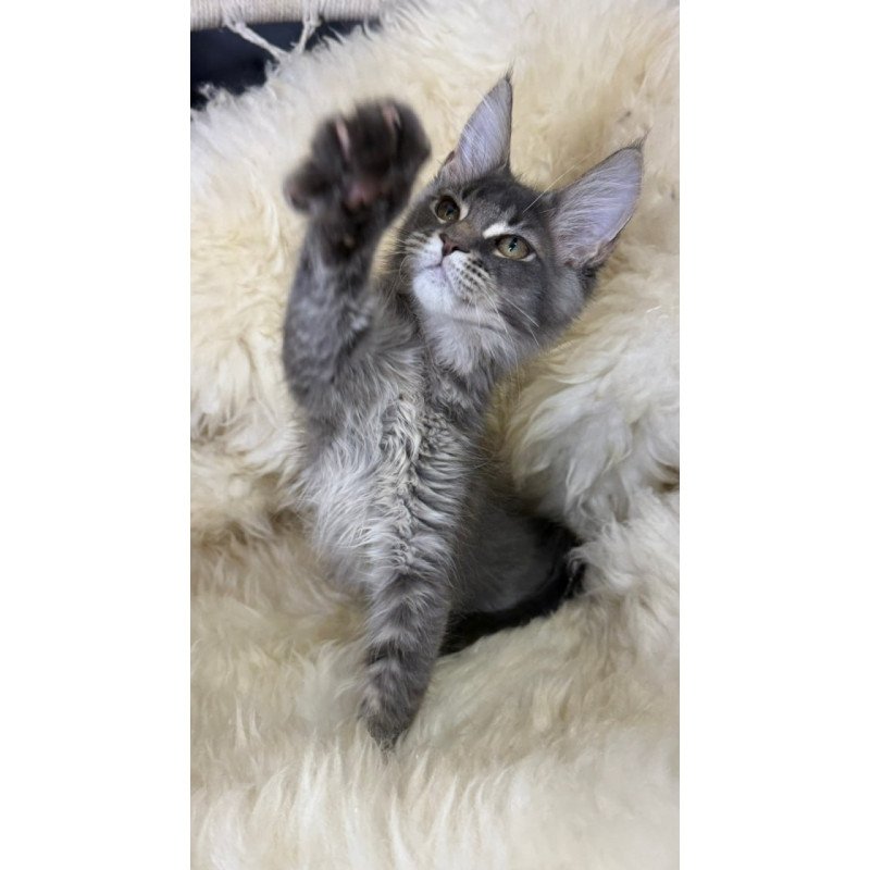 Maine Coon Quest