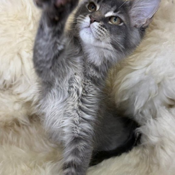 Maine Coon Quest