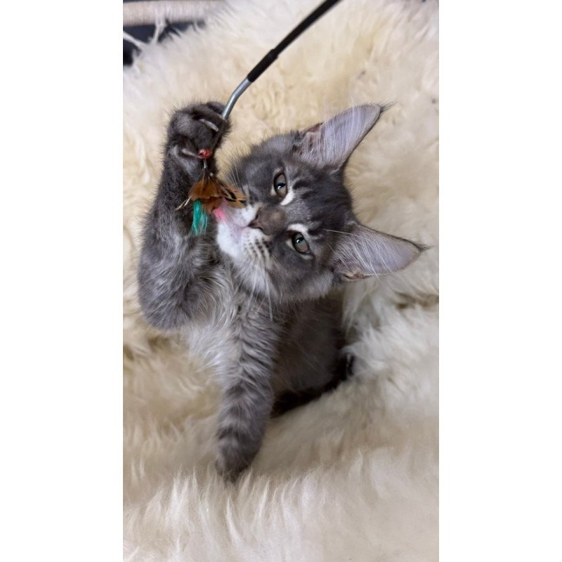 Maine Coon Quest