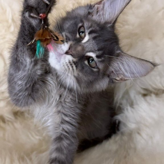Maine Coon Quest